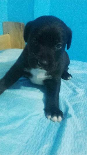 Black Nose Macho Pitbull