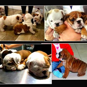 Bulldog Ingles Hermosas Cachorros