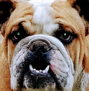 Bulldog Ingles Platiado Macho 7 Meses