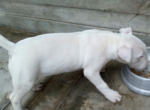 CACHORITA BULL TERRIER INGLÉS