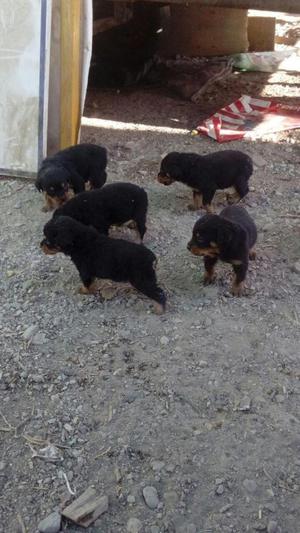 CACHOROS ROTTWEILER DE UN MES