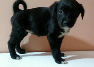 Cachorrita en Adopción