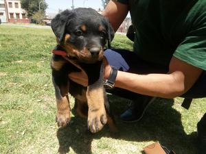 Cachorro Rottweiler