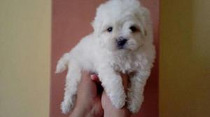 Cachorros Bichon Frise