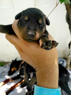 Cachorros Doberman