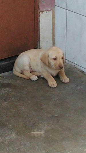 Cachorros Labrador