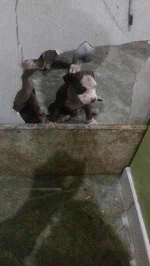 Cachorros Pitbull