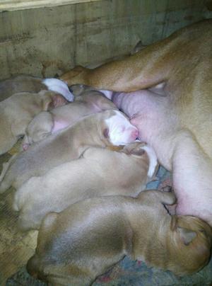 Cachorros Pitbull Red Nose