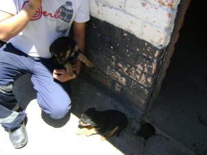 Cachorros Rottweiler