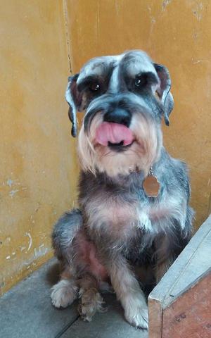 Cachorros Schnauzers