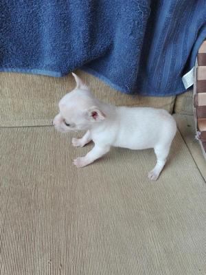 Chihuahua Hembra Blanca