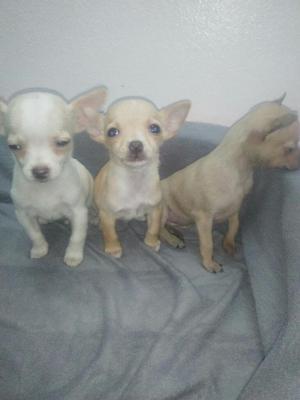 Chihuahua Hermosos