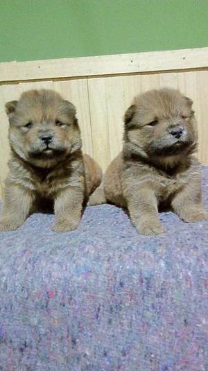 Chowchow