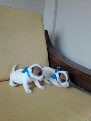 Jack Russell Machos