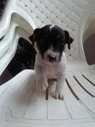 Jack Russell Terrier Tricolores
