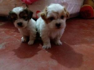 Lindos Cachorros Chitzu