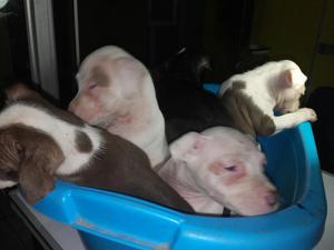 Pitbull Cachorros