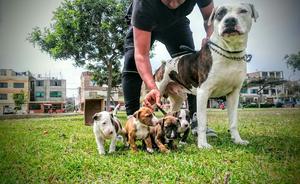 Pitbulls Cachoros