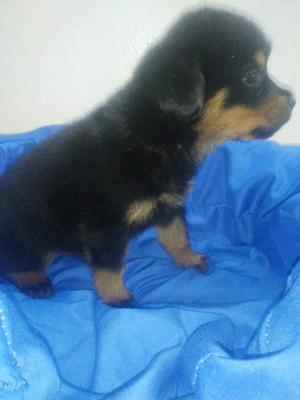 Rottweiler Cachorro