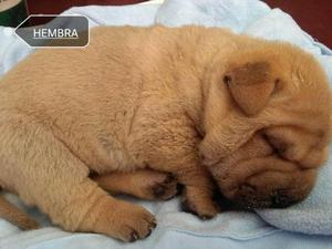 SHARPEI CACHORRAS