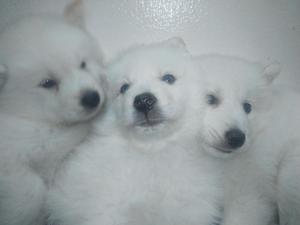 Samoyedo cachorros