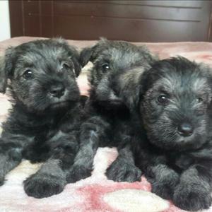 Schnauzer 1 Macho Y 4 Hembras