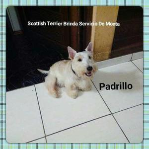 Scottish Terrier Boran Brinda Sus Servicios De Monta !!!