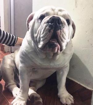 Servicio de Monta Bulldog Ingles