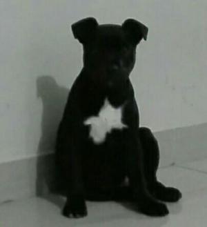 Staffordshire Bull Terrier