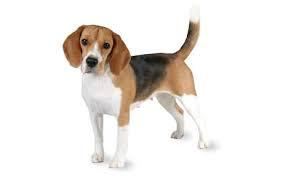 Vendo Beagle por viaje. cachorro