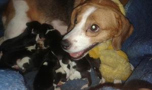 Vendo Bebés Perritos Beagle Hermosos