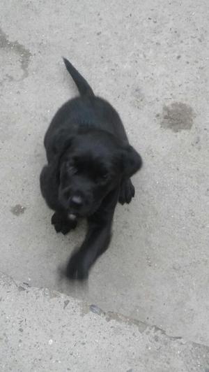 Vendo Cachorra Labrador Negra