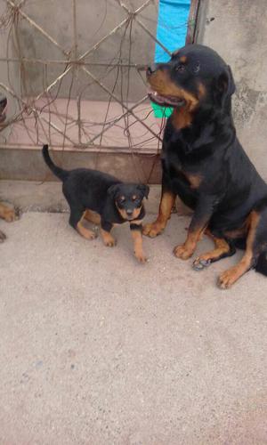 Vendo Cachorra Rotwiller. Cel 