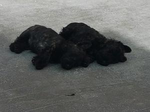 Vendo Cachorritos Scottish Terrier