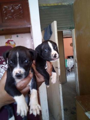 Vendo Cachorros Fusion Pitbull X Bully