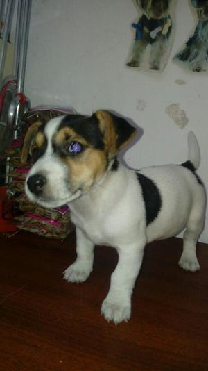 Vendo Jack Russell