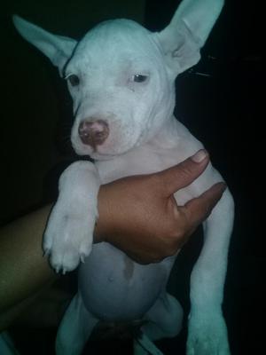 Vendo Perrita Hembra Pitbul