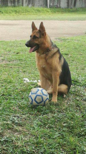 Vendo Perro Pastor Aleman Adiestrado