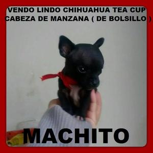 Vendo Precioso Cachorrito Chihuahua Tea Cup Cabeza De