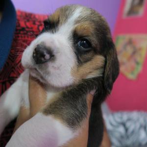 cachorros beagles con garantia hembras y machos