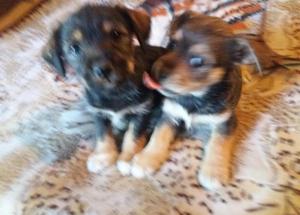 doy en adopcion cachorritas mestisas