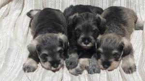 en venta schnauzer