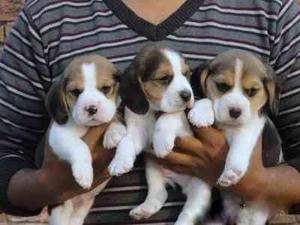encantadores beagle en venta
