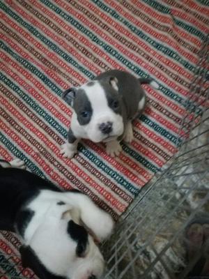 lindos bully en venta con registro