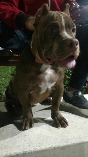 ''pitbull de Buena Raza ''