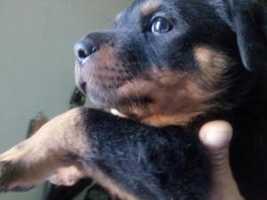 rottweilers lindo cachorro.....