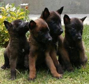 venta de cachorros pastor belga 3 meses