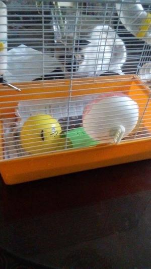 venta de hamster con jaula espaciosa con mas accesorios