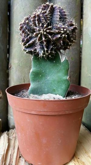 Cactus Injertos