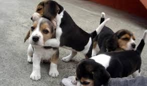 BEAGLE DERAZA